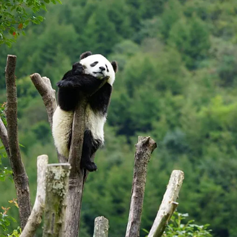 夜游蓝眼泪◆8人团成都熊猫谷三星堆都江堰青城山跟团一日游纯玩