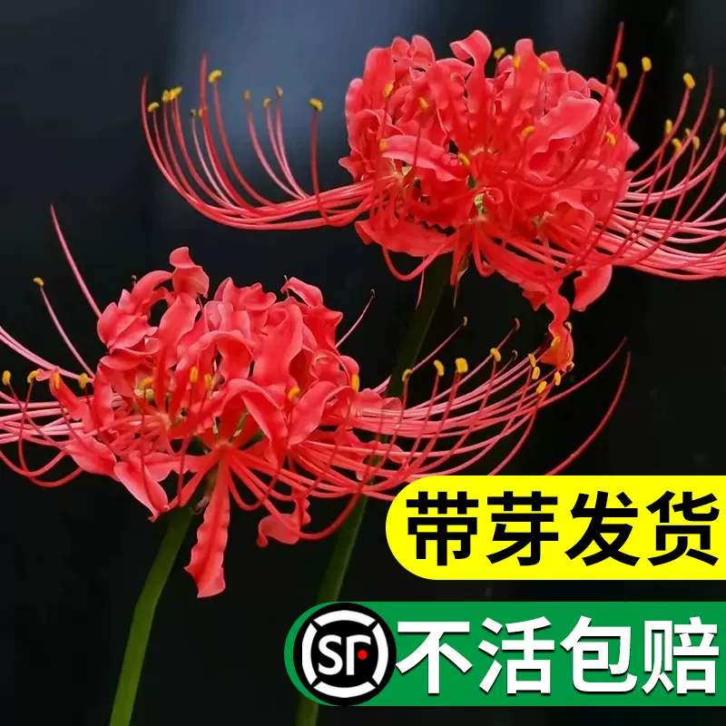 彼岸花种球宿根盆栽曼珠沙华球根多年生石蒜四季开花卉室内