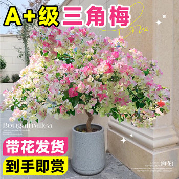 
[Shipping with flowers] The extra-grade bougainvillea is not alive.