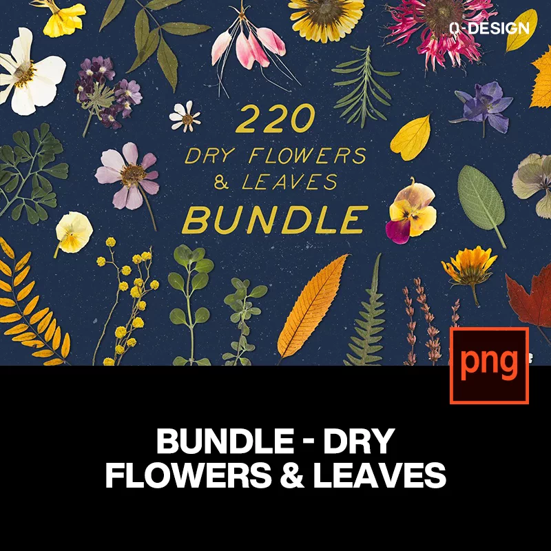 2 高清實拍文藝四季花卉樹葉子花瓣乾燥花png免摳