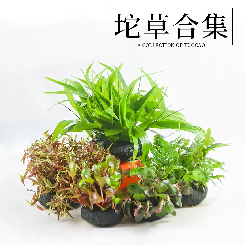 鱼缸淡水植物活体阴性水草造景装饰懒人坨草新手入门免