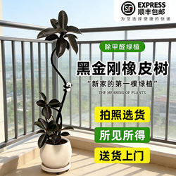 Black Diamond Rubber Tree Artificial Green Plant Large Indoor Living Room Light Luxury Decoration Floor-Standing Ornament Fake Potted Plant Artificial Flower