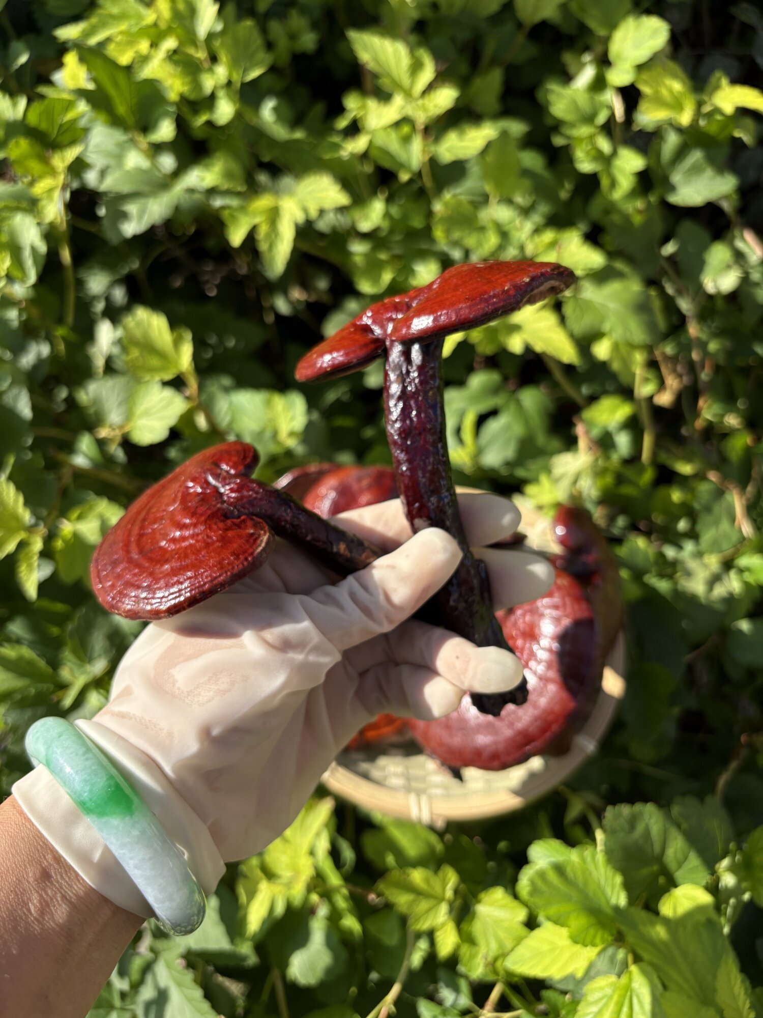 Ganoderma Lucidum de Changbai Mountain - 45g