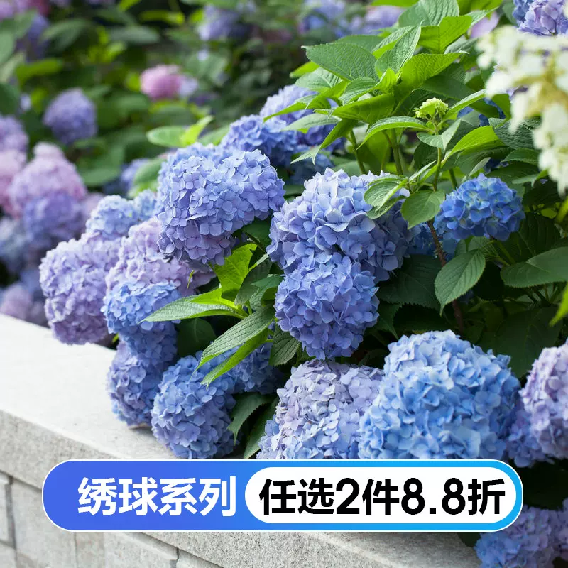 虹越绣球花盆栽无尽夏四季种植易活花卉植物室外庭院大苗