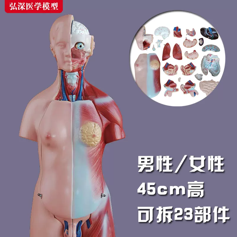 女性器・男性器 人体模型 - 健康/医学