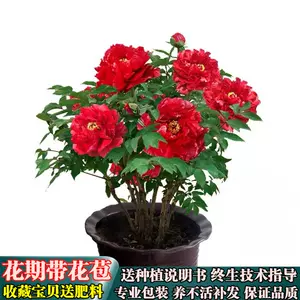 牡丹花紅色盆栽- Top 100件牡丹花紅色盆栽- 2024年4月更新- Taobao