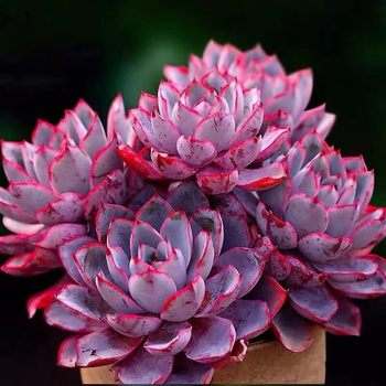 Hera succulent sunset mixed with one thing and one shot