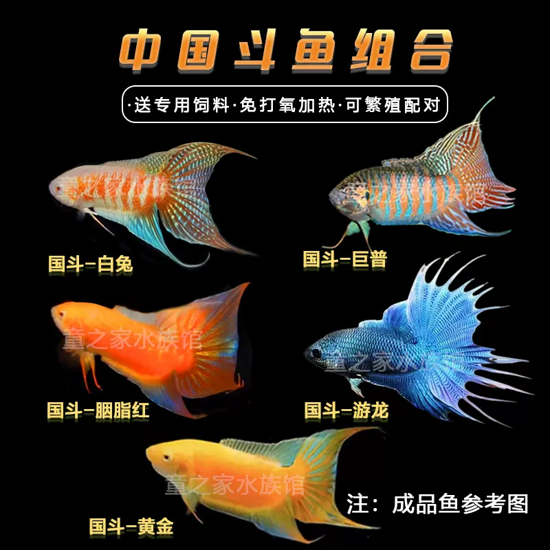 珍品! アンティーク 帯留 金魚 天然素材 白珊瑚 彫刻 珍品! アンティーク 帯留 金魚 天然素材 白珊瑚 彫刻