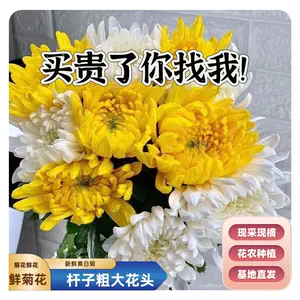 菊花鮮花- Top 1萬件菊花鮮花- 2024年4月更新- Taobao
