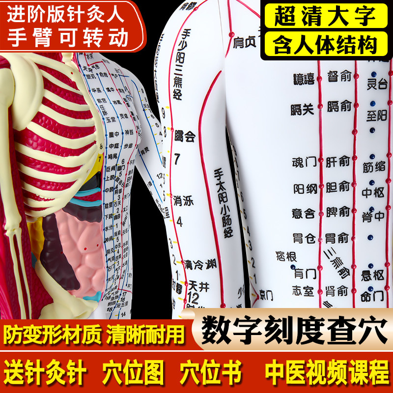 Traditional Chinese Medicine Acupuncture Model - Bronze Man Meridian Chart