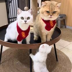 Pet scarf cute puppy Christmas New Year accessories DIY dog warm cat red scarf teasing cat stick