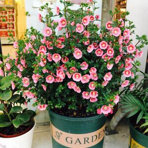 
Multi-flowered small hibiscus multi-headed abundant flowers heat-resistant flowering balcony green plants shrubs miniature flower plant potted plants