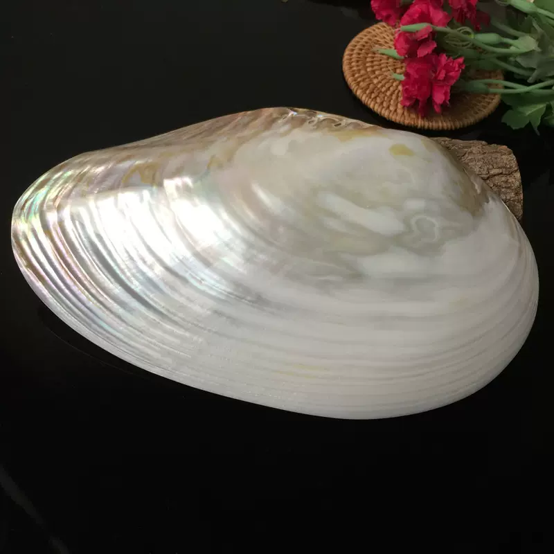 淡水貝殼天然拋光珍珠白色母貝家居工藝飾品擺件魚缸造景創意