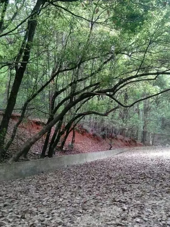 天兴湖大桥公园图片