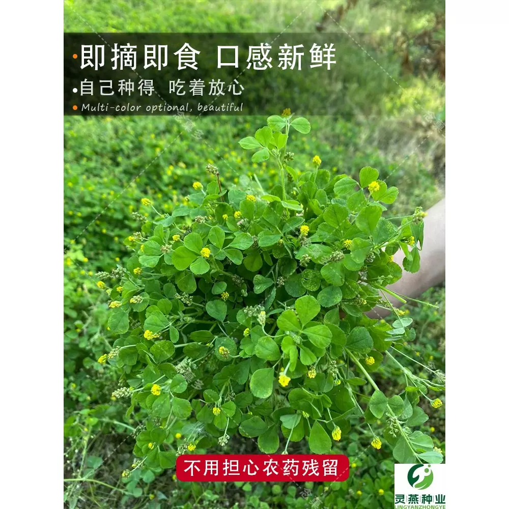 金花菜种子上海草头种子大叶黄花草头种菜籽三叶草秋季播菜种孑