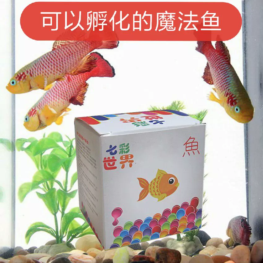 魔法魚可孵化小魚抖音將鱂魚土 水魚卵孔雀