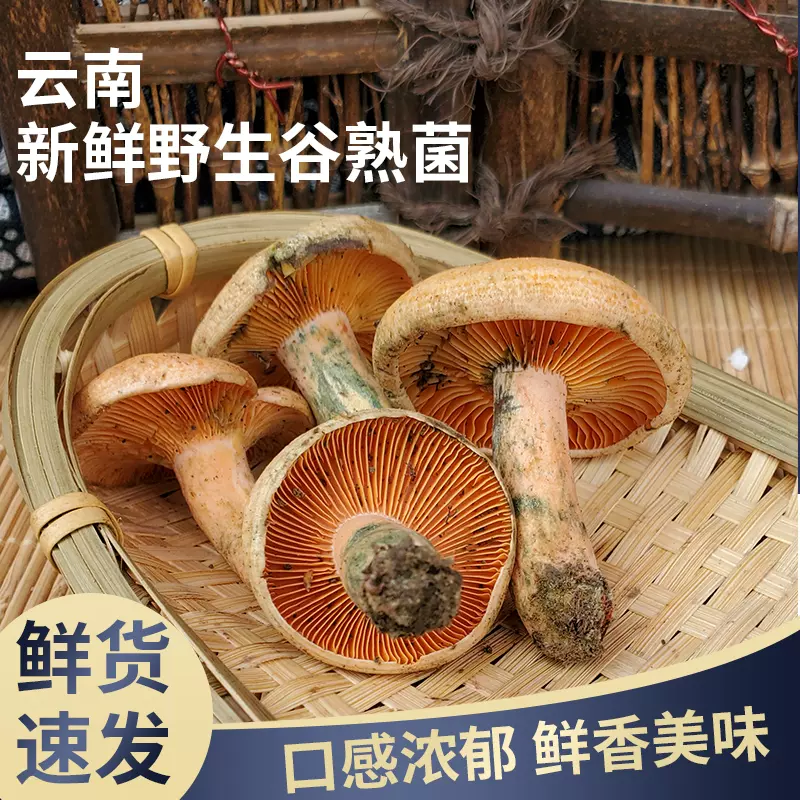 中国雲南省産 新鮮松茸 つぼみS 約1kg 松茸 1kg 雲南省産 まつたけ