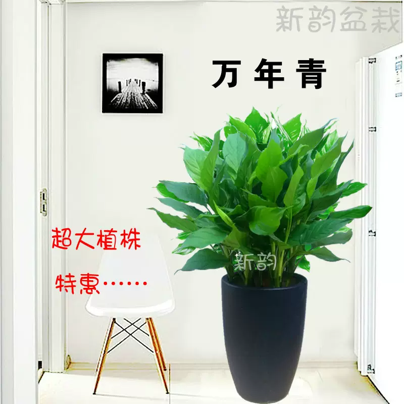 万年青盆栽植物室内大型绿植花卉净化空气吸甲醛好养水养