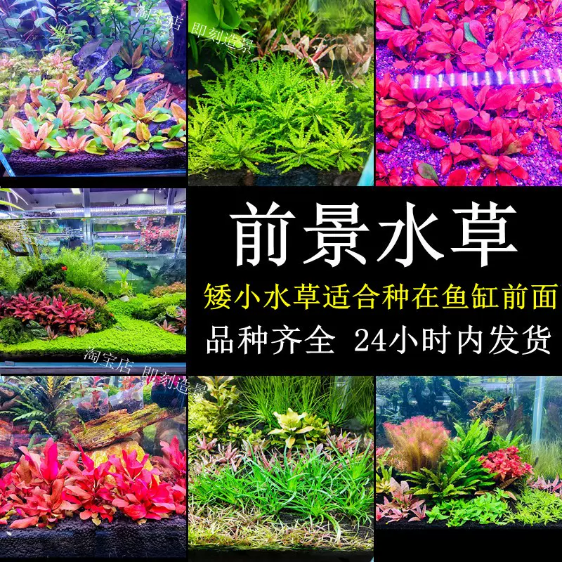 前景水草植物陰性中景草紅色魚缸草缸造景套餐無需二氧化碳無菌杯 Taobao