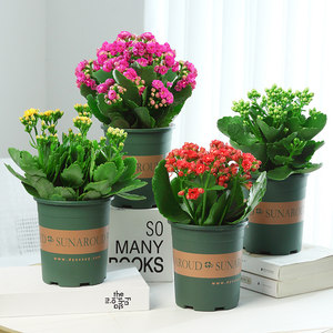 Longevity flowers Four Seasons Four Seasons of Seasonal Essence of Green Plants with Bud Hydrants Pot Potted Four Seasons Four Blossoms View Flower Potted Plants
