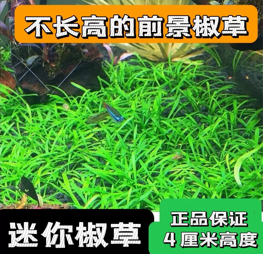 鱼缸造景前景活体水草前景迷你椒草可以蔓延成草皮生长缓慢 Taobao