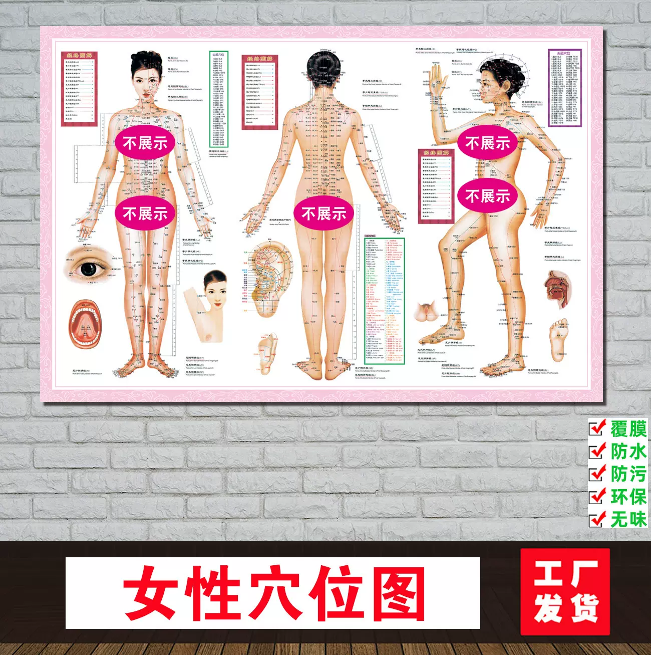 女性人体经络穴位图女性中医养生艾灸拔罐针灸全身十二海报