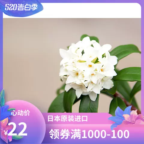 真实花香还原 日本进口武藏野四季香水沈丁花瑞香千里香