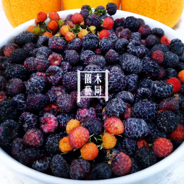 黑刺莓种子苗野生树莓覆盆子乌泡童年的野果发芽率高好养易活 Taobao