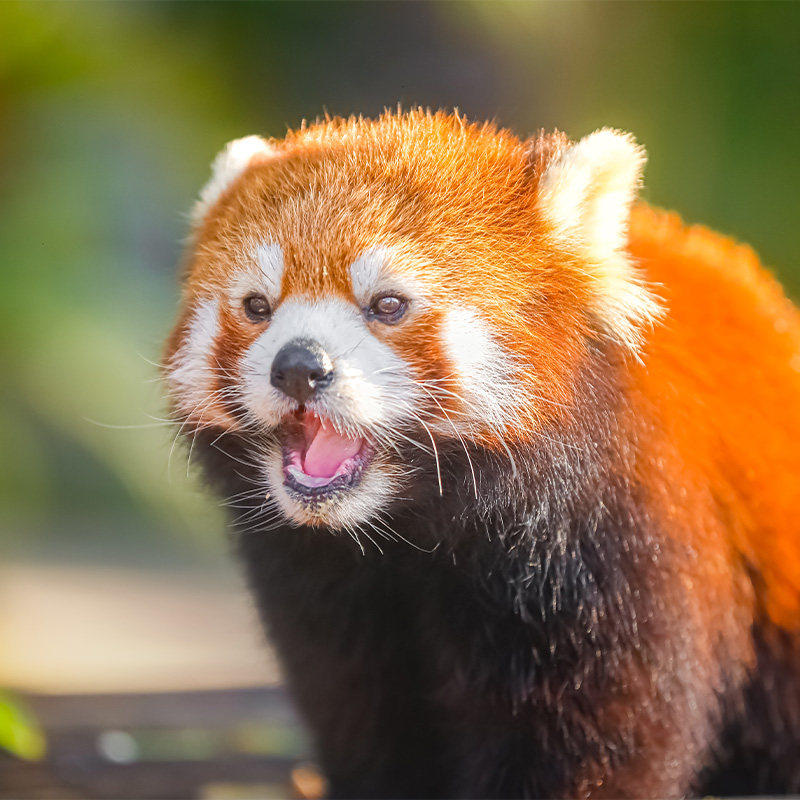 厦门旅游厦门海上明珠塔+灵玲马戏城一日跟团游