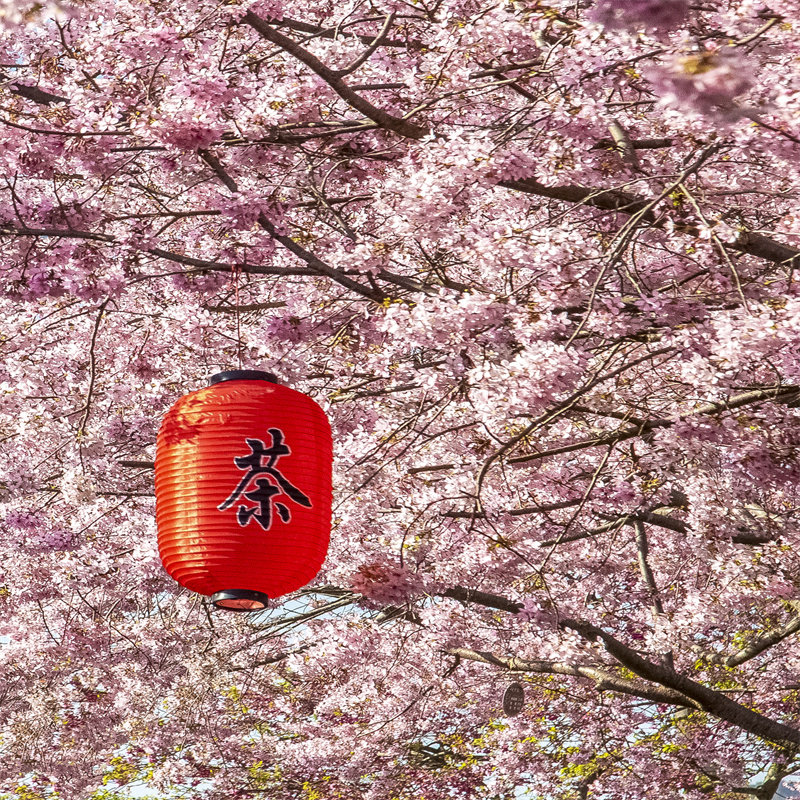 天天发团厦门泉州龙岩出发漳平永福台品樱花园一日游纯玩周边旅游