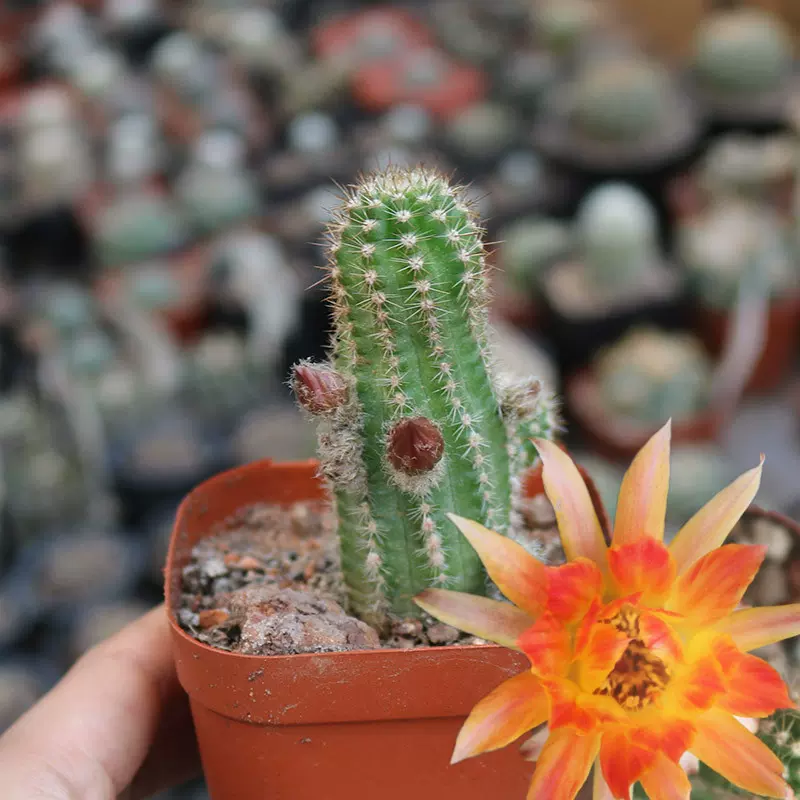 吕根岛火焰白檀仙人球精养美花勤花收藏仙人掌多肉阳台