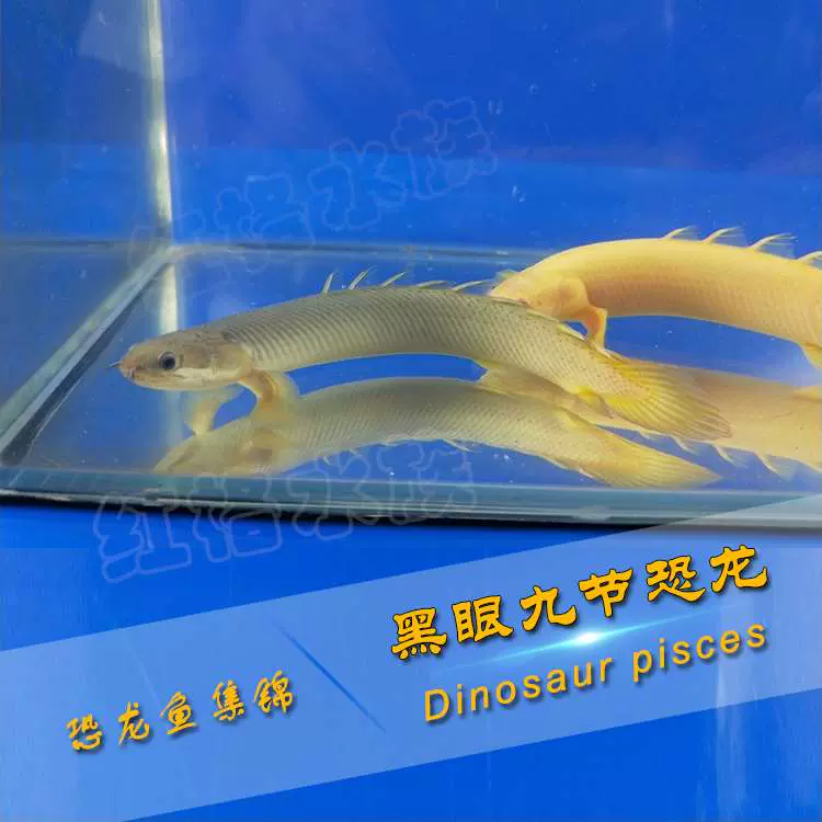 虎斑恐龙王鱼大型凶猛肉食九节金恐龙鱼热带观赏鱼大花
