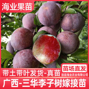 
Sanhua plum saplings authentic grafted Qianpai Yinfei red meat early maturing March plum seedlings with soil southern planting courtyard