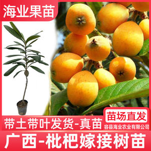 Loquat saplings grafted with Yunxiao Big Five-Star Loquat Early Maturing Early Bell No. 6 Loquat North and South Fruit Saplings with Soil