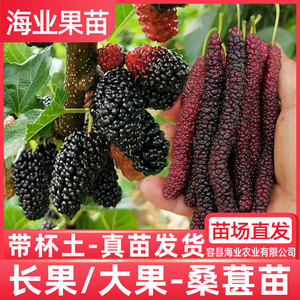 
Long-fruited mulberry seedlings, grafted mulberry saplings, seedless black mulberry trees, four-season results, northern potted ground-planted fruit seedlings