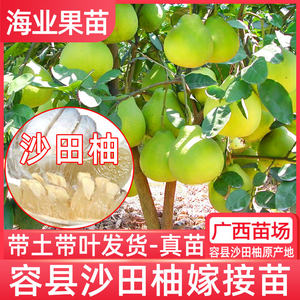 
Guangxi pomelo saplings are authentically grafted and pure Tianrong County Shatian pomelo Guiyou No. 1 Yuhuan Wendan seedlings are planted in the south.