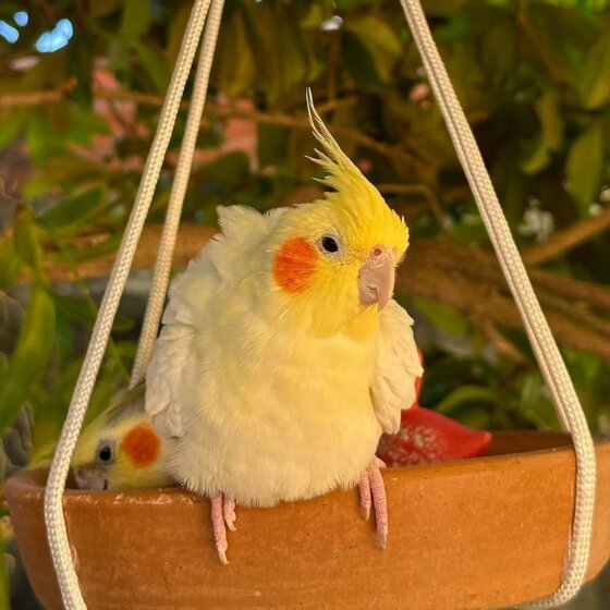 
High-end Xuanfeng pure hand-raising pet birds can blow whistle skills, relatives can cling to others and feed yellow can breed birds