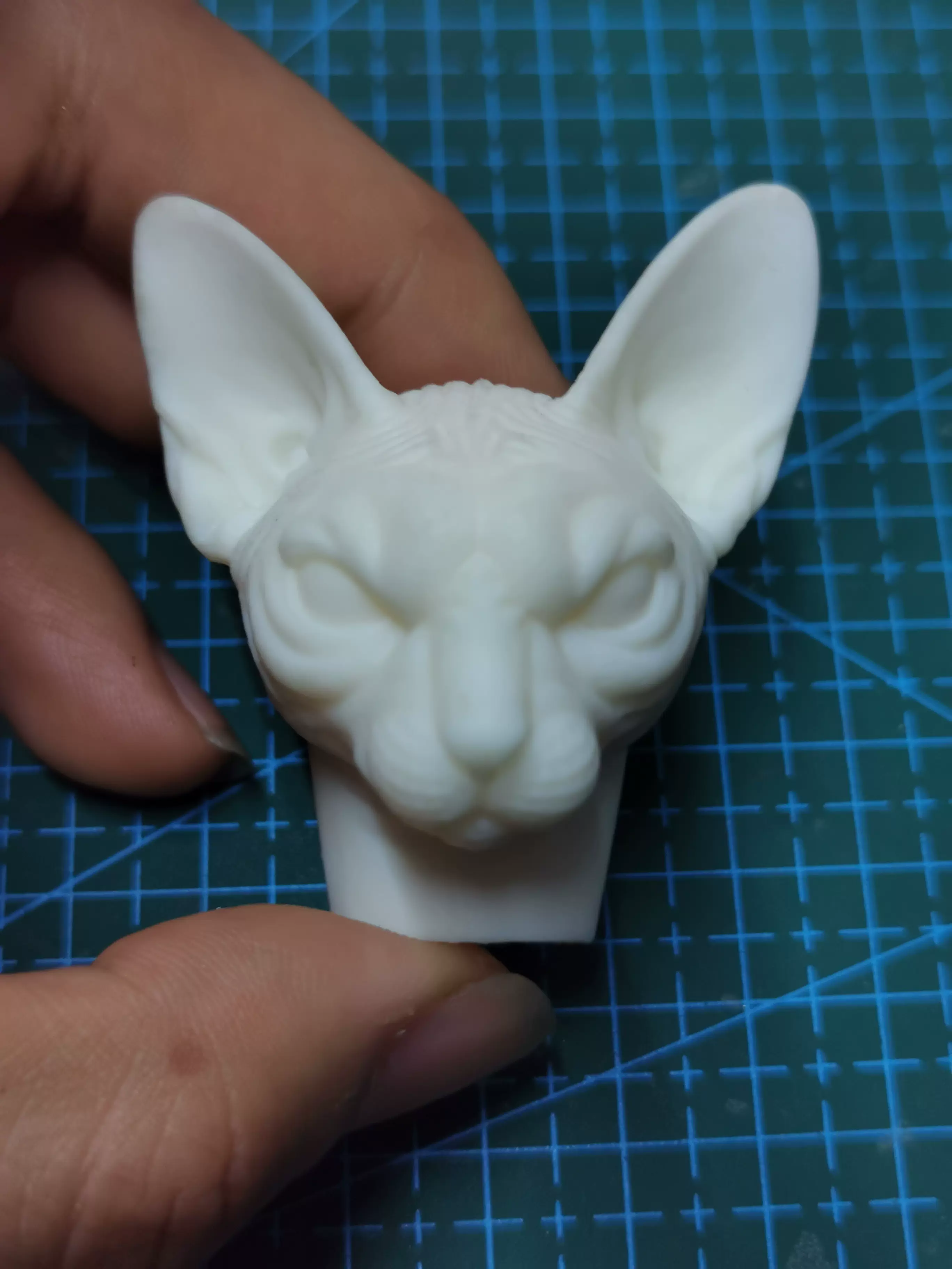 1 6 1 12 1 18四骑士缩小版超凶无毛猫动物