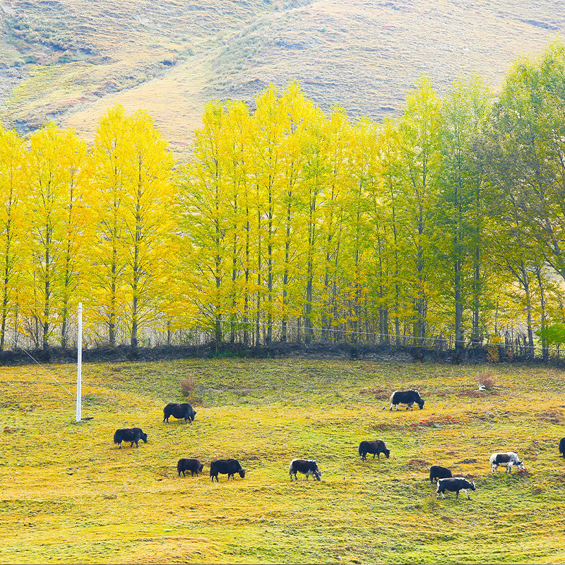 四姑娘山墨石公园格底拉姆鱼子西冷噶措3天2晚纯玩游