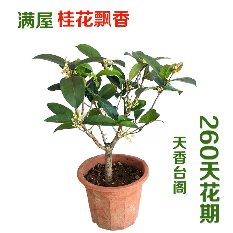 5～6年天香台阁矮株桂花树小盆栽四季月月开黄金桂浓香型-Taobao Singapore