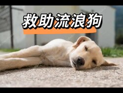 Feeding Dogs, Quiet, Old, Constant, Sleep Aid, Stray Dog Sleep, Sleep, Bathing, Sterilization, Shearing Care, Quick Sleeping