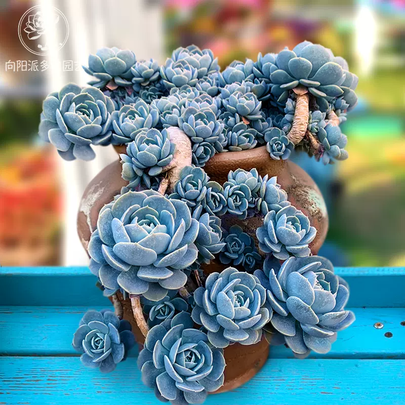 鲁氏石莲花向阳派容易爆崽变大群生安娜玫瑰多肉植物