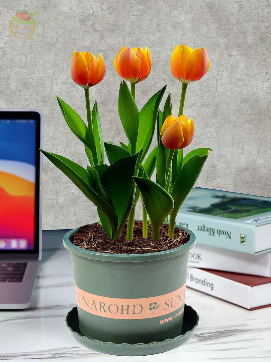 鬱金香鮮花盆栽鬱金花耐凍室外綠植種球發貨宿舍盤景