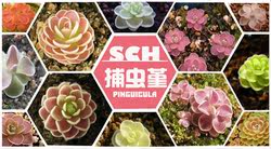 Insect-catching pansy blind box lucky bag event, random varieties, sizes and quantities