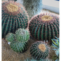 Simulated Cactus Decoration Large Indoor Cactus Tropical Desert Green Plant Clothing Store Window Decoration Ornaments