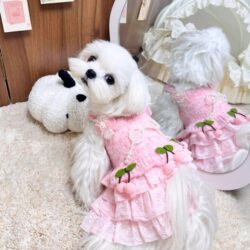 Dog Skirt Autumn and Winter Style Princess Lace Tutu Skirt Yorkshire Maltese Bichon Teddy Pomeranian Small Size Dogs