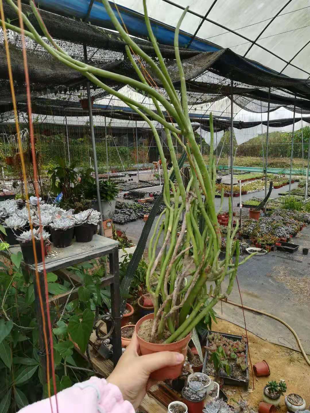正式"脱单"的光棍树,见证老桩的奇迹
