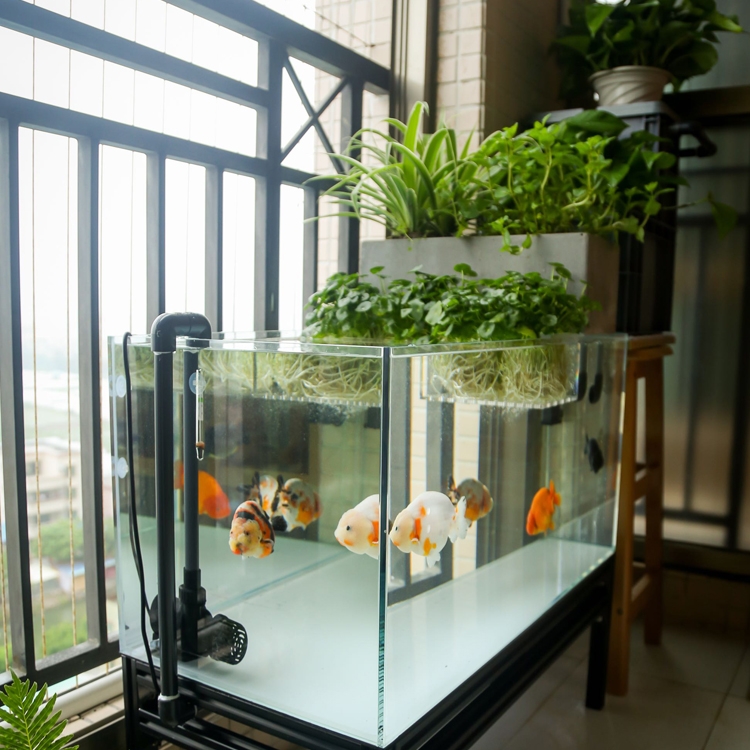 鱼缸改造花盆造景图片