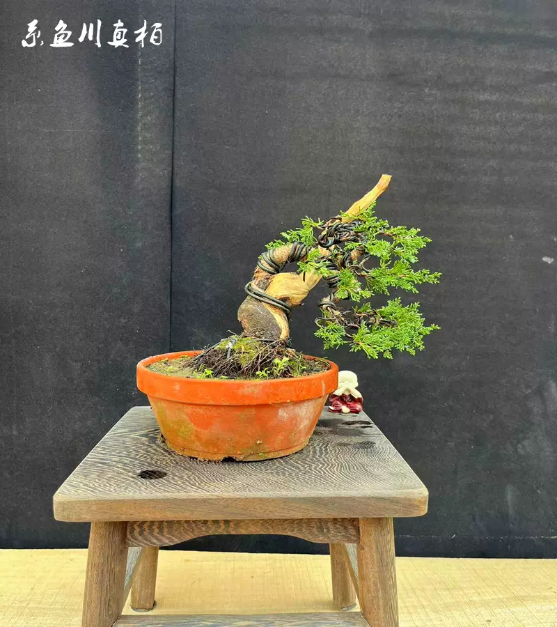 日本八房宫阪系鱼川黄金真柏四季常青黑松树盆栽一物一拍室外绿植-Taobao