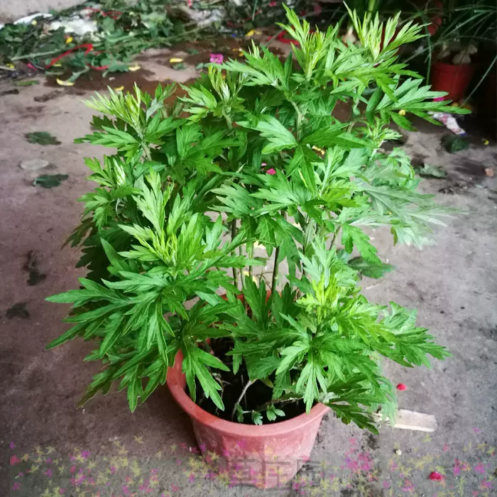 新鲜食用艾草苗日本小叶艾草适合食用品种艾草盆栽食用 新鲜食用艾草苗日本小叶艾草适合食用品种艾草盆栽食用